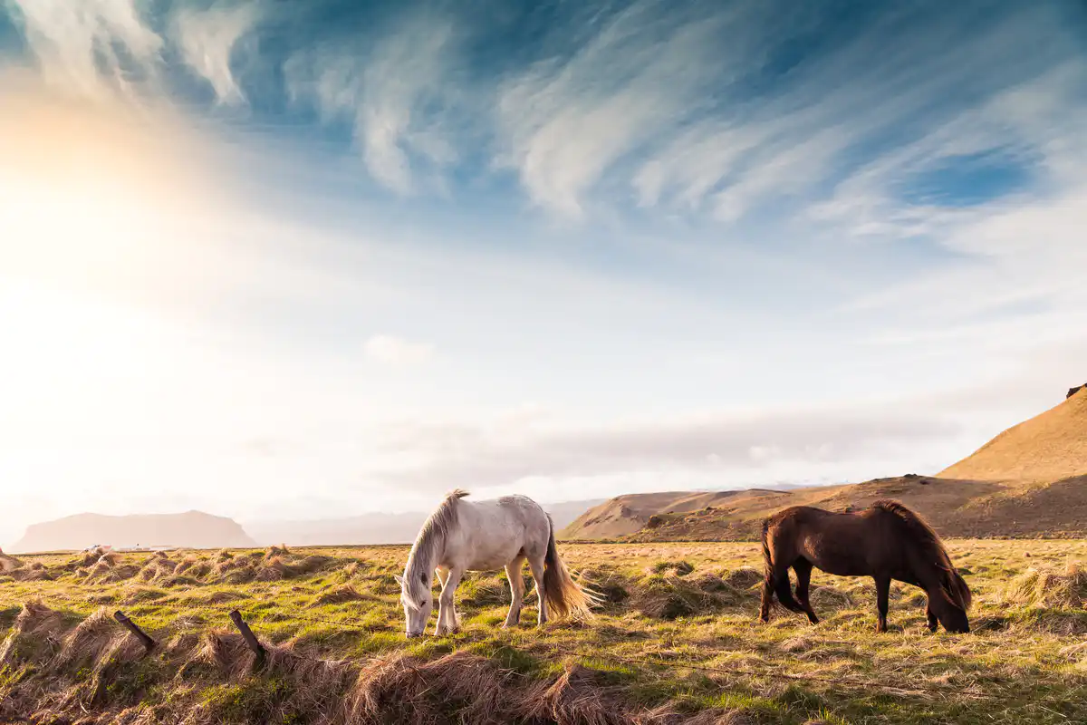 冰岛美丽的马210301